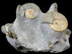 Scottish Ammonite (Brasila) Cluster, Specimens - Isle of Skye #31028-1